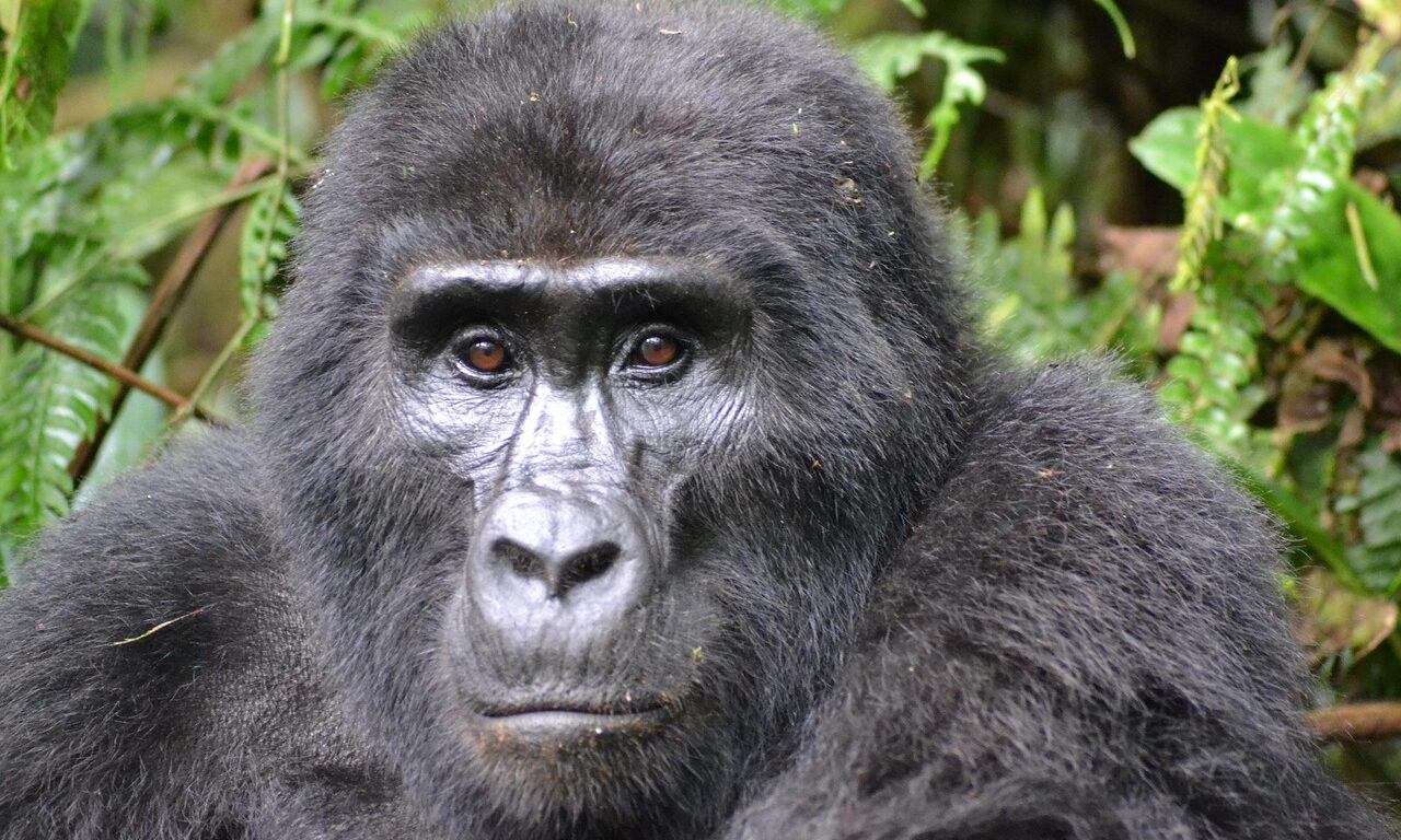 gorilla, mountain gorilla, bwindi, uganda, rainforest, wildlife, nature, africa, gorilla, gorilla, gorilla, mountain gorilla, mountain gorilla, mountain gorilla, mountain gorilla, mountain gorilla, uganda, uganda