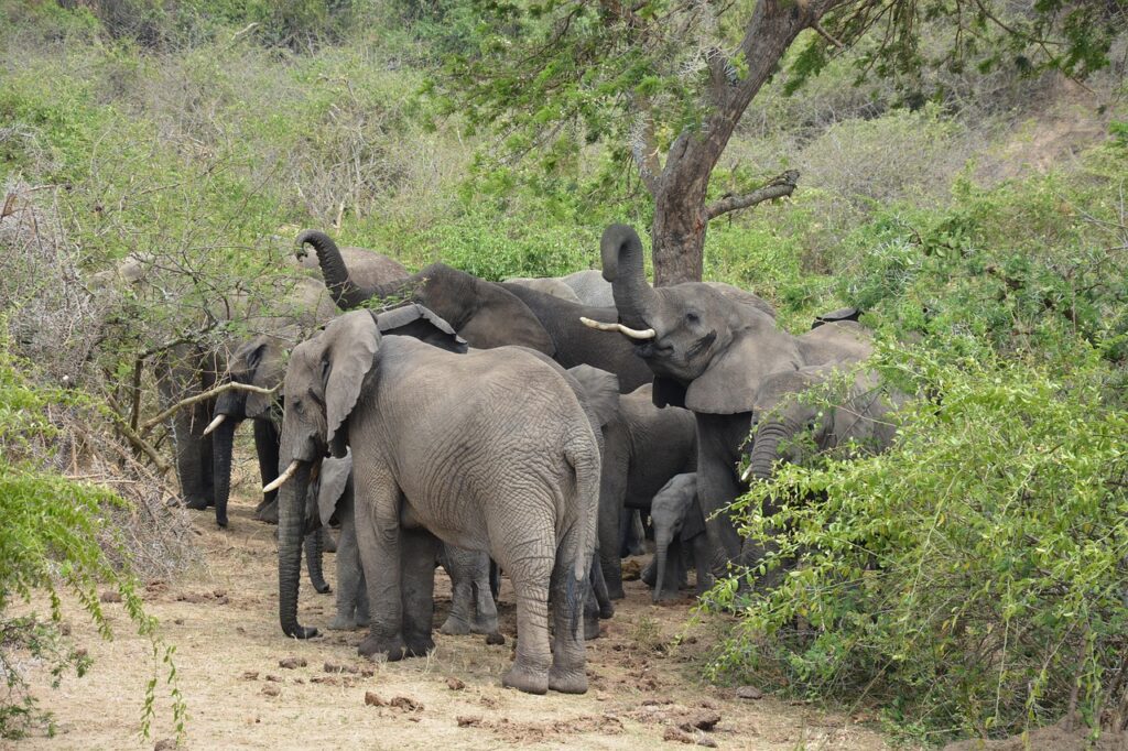elephants, herd, safari, national park, animals, wildlife, nature, uganda, queen elizabeth national park, kazinga channel