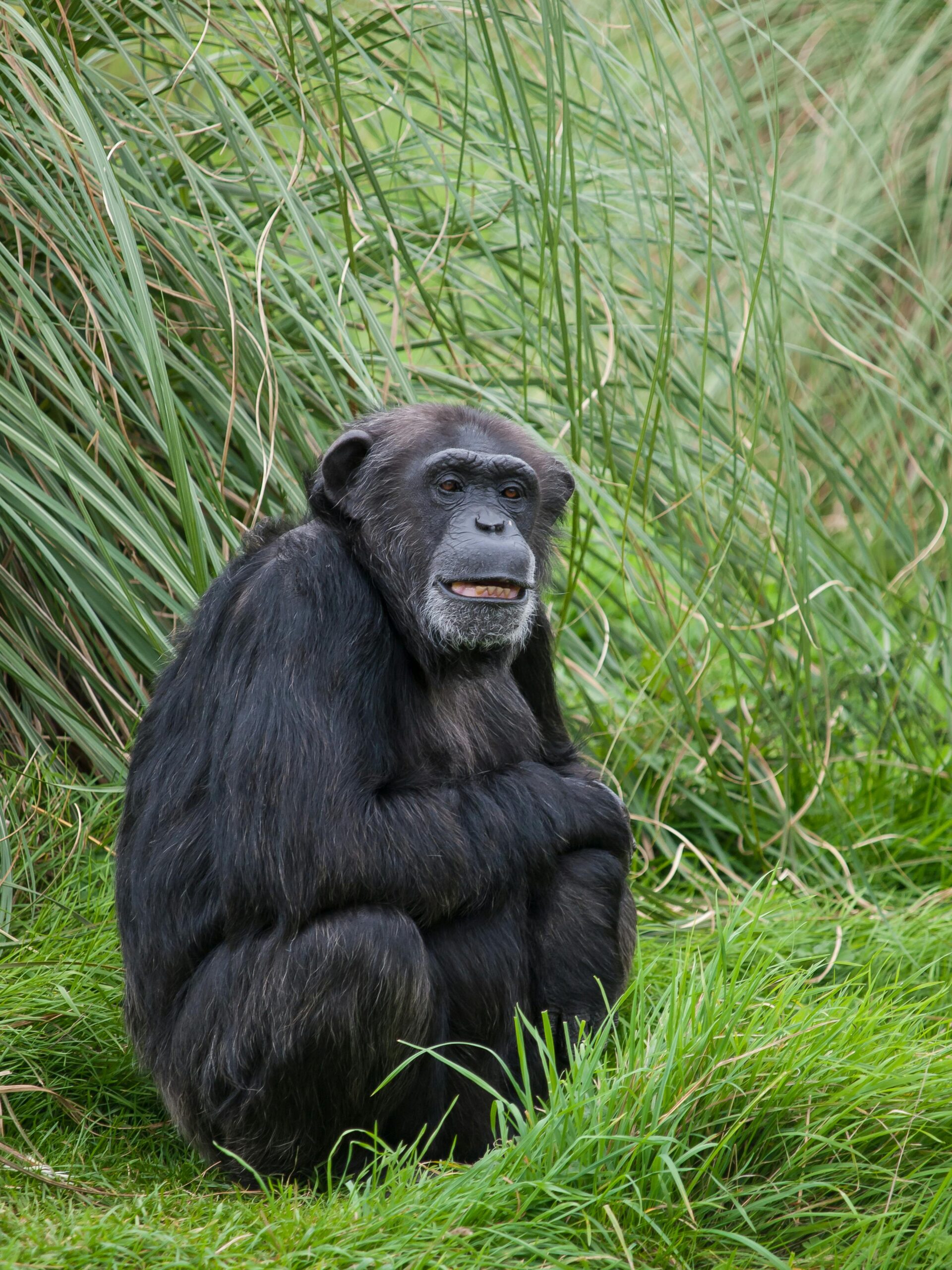 A chimpanzee sitting peacefully in its natural habitat surrounded by lush green grass.